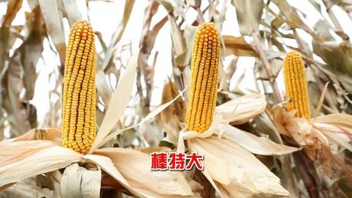 乌丹小宋门窗制作安装化肥代理销售优秀玉米种子(军育288)